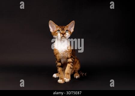 Porträt eines Tabby Devon Rex Kitten auf schwarzem Hintergrund Stockfoto