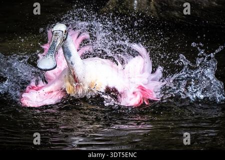 Rosenlöffelschnabel (Platalea ajaja) im Wasser im Jacksonville Zoo und Botanical Gardens in Jacksonville, Florida. (USA) Stockfoto