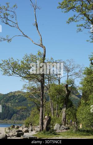 Malerische Landschaft mit hohen Bäumen und felsigem Grasland Stockfoto