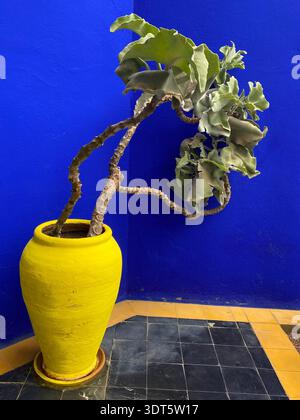 Eine leuchtend gelbe Vase und eine skulpturale Pflanze prallen an einer tiefblauen Wand in einer sonnendurchfluteten Ecke Stockfoto