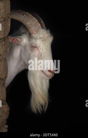 Porträt einer alten billy-Ziege mit langem Bart vor schwarzem Hintergrund. Stockfoto