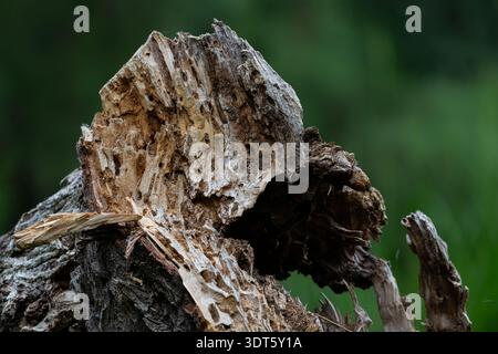 Makrodetail eines abfallenden Baumstumpfes mit komplizierter Holzstruktur und Insektenlöchern. Natürlicher Zersetzungsprozess in einer dunklen Waldumgebung. Stockfoto