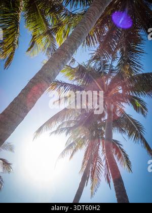 Palmen, Florida Keys USA Stockfoto