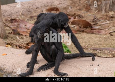 Der schwarze Spinnenaffen ist in Gefangenschaft und wartet auf einen Snack Stockfoto