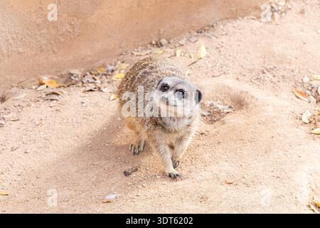 Neugieriger junger Erdmännchen ist an einem sonnigen Tag in der Nähe verspielt Stockfoto
