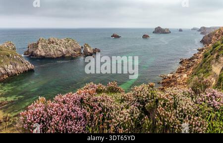 Küstenlandschaft an der Costa Quebrada, Kantabrien, Spanien, mit Blumen im Vordergrund und Meer und Felsformationen im Hintergrund. Stockfoto