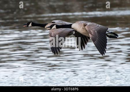 Zwei Kanadiengänse (Branta canadensis) fliegen tief über einen See in Henlow, Bedfordshire, England, Großbritannien Stockfoto
