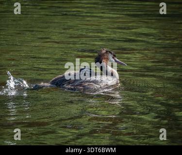 Große Schurken-Grebe mit Küken, die auf dem Rücken in ruhigem grünem Wasser reiten Stockfoto