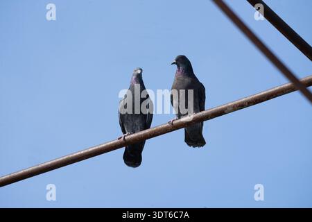 Rock Doves sitzen eng zusammen auf Metallgeländer Stockfoto