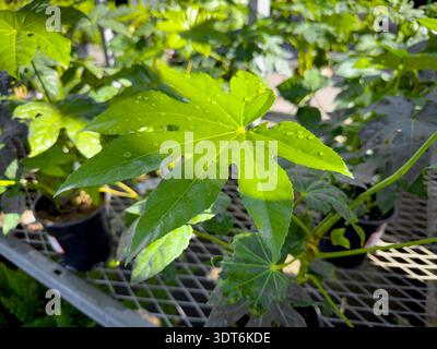Ein Blick auf die Blätter der Pflanze fatsia japonica. Stockfoto