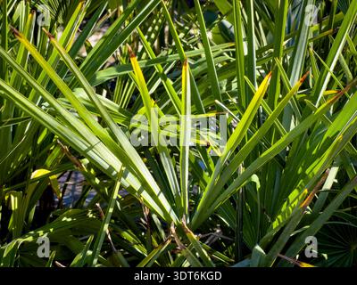 Ein Blick auf die Blätter der Windmühlenpalme. Stockfoto