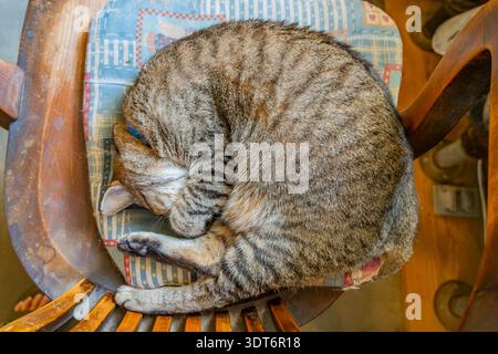 Eine Tabbykatze liegt zusammengerollt und schläft friedlich auf einem Holzstuhl mit einem bunten gemusterten Kissen. Stockfoto