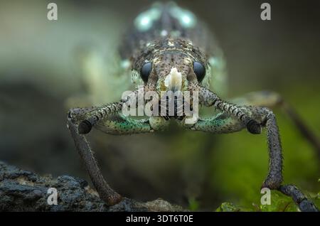 Detailliertes Makroprofil eines grünlich strukturierten Breitnasenkäfers (Episomus sp), der auf feuchten moosigen Felsen in Zentral-Java, Indonesien, steht Stockfoto