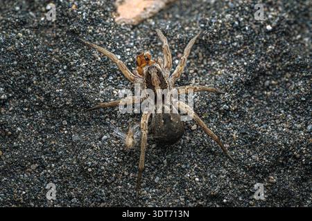 Extreme Makrodorsale Ansicht einer gemusterten weiblichen Pardosa-Wolfsspinne, die auf Sand mit Panzerstreifen, Zentral-Java-Indonesien Beute hält. Stockfoto