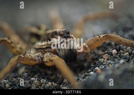 Extremes Makrodetail Gesichtsporträt einer weiblichen Pardosa-Wolfsspinne auf Sand, die prominente Jagdaugen hervorhebt, Zentral-Java-Indonesien. Stockfoto