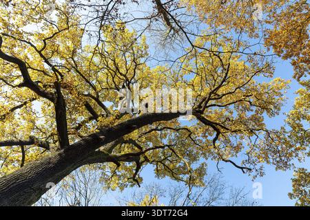 Eichenblätter (quercus) glühend im Herbst vor blauem Himmel, Moritzburg, Sachsen, Deutschland Stockfoto