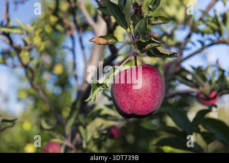 An einem sonnigen Tag mit hellblauem Himmel hängt ein einziger perfekt reifer roter Fuji-Apfel an einem Zweig in einem Obstgarten. Die Früchte sind bereit für die Ernte Stockfoto