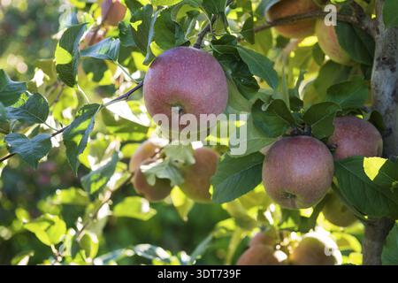 Nahaufnahme des Fuji-Apfelbaums mit Reifen rosa-roten Äpfeln zwischen üppig grünen Blättern, in Sonnenlicht getaucht. Romeno, Trentino, Italien Stockfoto