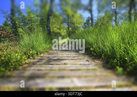 Ein Holzweg zieht sich durch dicke Vegetation unter hellem Himmel, Bad Wurzach, Baden-Württemberg, Deutschland Stockfoto