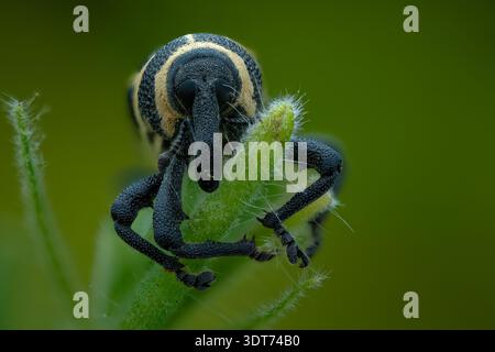 Extremes Makrofoto eines Alcidodes sulcatulus-Käfers, der sein nach unten gerichtetes Postrum und seine zusammengesetzten Augen in Zentral-Java-Indonesien hervorhebt. Stockfoto