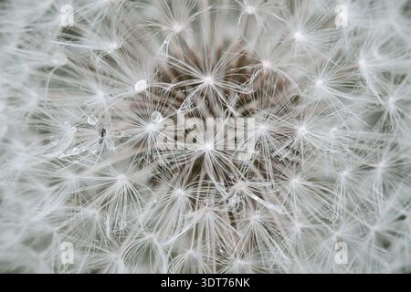 Löwenzahn Samen Nahaufnahme. Abstraktes Makrofoto, weißer Löwenzahn mit Wassertropfen Stockfoto