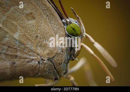 Extremes Makrofoto eines fleischfressenden Ernteschmetterlings (Miletinae), das sein grünes Auge und seine Schuppen hervorhebt, Zentral-Java-Indonesien. Stockfoto