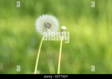 Zwei Löwenzahn Samen Köpfe im grünen Gras Stockfoto