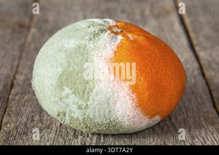 Nahaufnahme einer faulen Mandarine auf einem hölzernen Hintergrund Stockfoto