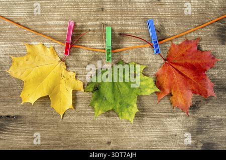Farbigen Herbst Ahorn Blätter hängen am Seil mit Wäscheklammer Stockfoto