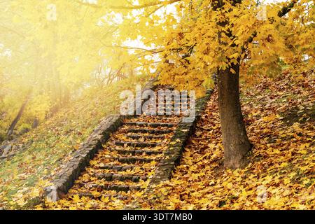 Farbenfroher Herbst im Park, Treppen mit gefallenen gelben und orangen Ahornblättern übersät Stockfoto