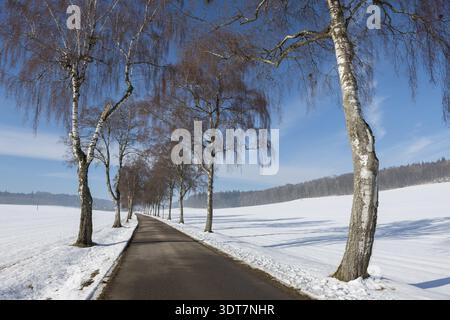 Schneebedeckte Straße mit Birkenallee und blauem Himmel, ruhige Winterlandschaft, Schwäbische Alb, Baden-Württemberg, Deutschland Stockfoto