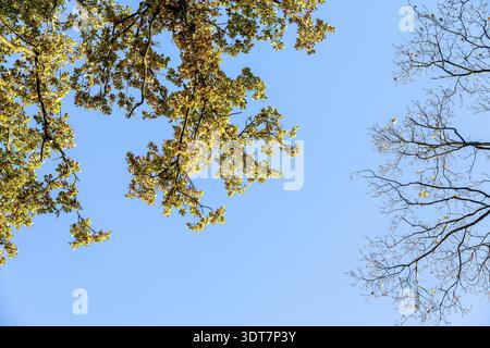 Eichenblätter (quercus) glühend im Herbst vor blauem Himmel, Moritzburg, Sachsen, Deutschland Stockfoto