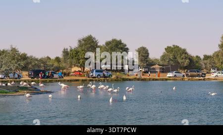 Gruppe von Flamingos, die in den Al Qudra Lakes stehen und füttern, während Autos und Besucher die Straße säumen. Beliebtes Naturschutzgebiet in der Wüste zur Beobachtung der Tierwelt. Stockfoto