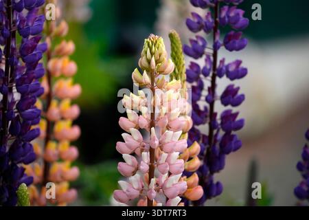 Einige Lupinen (Lupinus polyphyllus), Zierpflanzen, die für ihre farbenfrohen Blüten im Ushuaia Tierra del Fuego Patagon sehr geschätzt sind Stockfoto