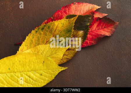 Collage von Herbstblättern im Mosaikstil auf dunklem Hintergrund Stockfoto