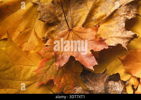 Sammlung von Herbstblättern in verschiedenen Formen und Farben auf einer Oberfläche Stockfoto