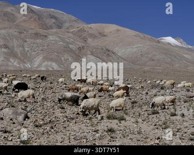 Pashmina-Ziegenherde weidet in trockener Berglandschaft in Changthang, ladakh, nordindien, im Himalaya. Stockfoto