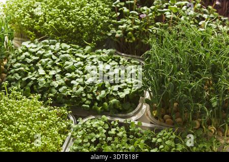 Verschiedene Arten von grünen Pflanzen sind in Tabletts angeordnet Stockfoto