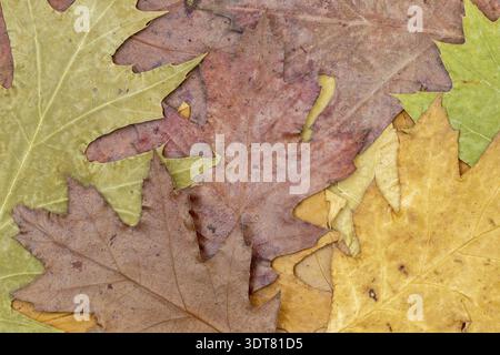 Trockene Ahornblätter Hintergrund. Getrocknete Blätter aus nächster Nähe, feine Details und hochauflösende Hintergründe Stockfoto