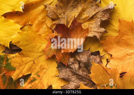 Collage von Herbstblättern in verschiedenen Farben und Formen auf dem Boden während der Herbstsaison Stockfoto