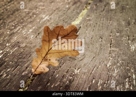Herbst im Park. Braune eiche Blatt auf einer Holzbank, Stockfoto