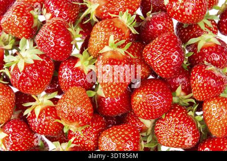 Hintergrund aus erntefrischen Erdbeeren direkt über Stockfoto