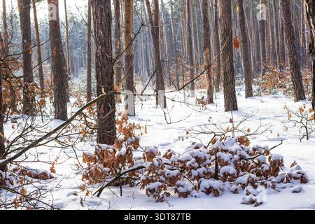 Schnee auf Orangenblättern, Winterkiefernwald, Kiefernstämme Stockfoto
