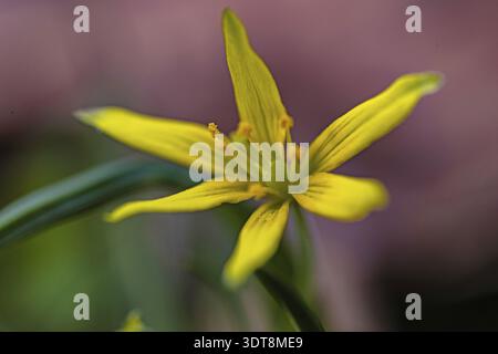 Makro eines gelben Sterns von bethlehem-Blume Stockfoto