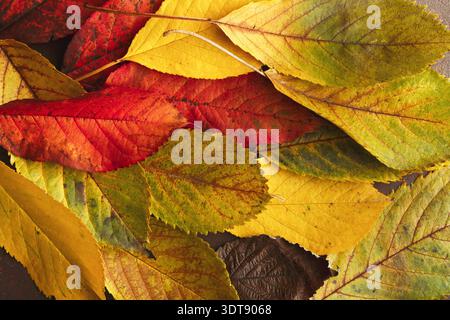 Bunte Blätter Collage mit Herbstkollektion verschiedener Blatttypen und -Farben in einfachem Layout Stockfoto