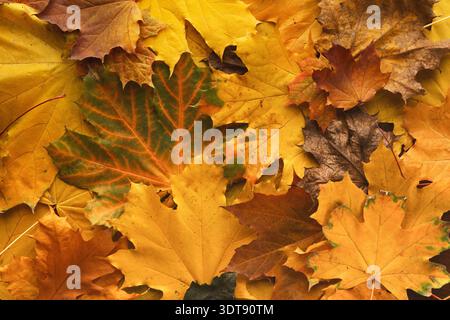 Sammlung von Herbstblättern in verschiedenen Gelb- und Orange-Tönen auf dem Boden Stockfoto