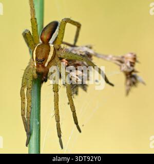 Raft Spider ( Dolomedes fimbriatus ) ruhend, Jagd auf einem Rushstamm, sauberer Hintergrund, kristallklare detaillierte Aufnahme, Tierwelt, Europa. Stockfoto