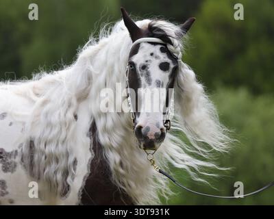 Langes Haar gemaltes Bastelpferd in grünem Naturhintergrund Stockfoto