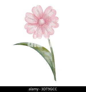 Aquarellillustration von rosa Gänseblümchen auf grünem Stamm mit Blatt. Botanische Kunst der Blumen, isoliert auf weißem Hintergrund, handgezeichnet. Für Karten, Einladungen, Innenräume und Naturprojekte Stockfoto