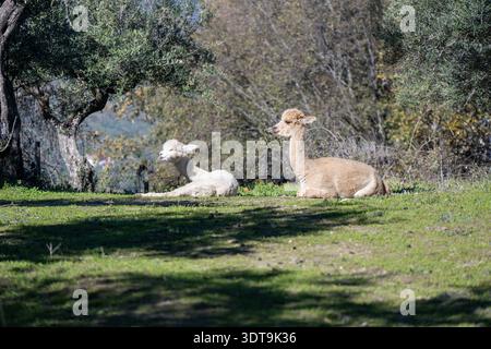 Zwei Alpakas ruhen auf Gras unter Bäumen in einer ländlichen Weidelandschaft, friedliche Bauernhoftierszene in Spanien. Stockfoto